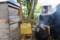 Imkerarbeit: Clemens Schymocha rückt seinem Bienenvolk mit dem „Smoker“ zuleibe, mit dessen Rauch die Tiere beruhigt werden.